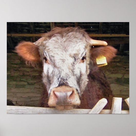 牛 ポスター (正面)