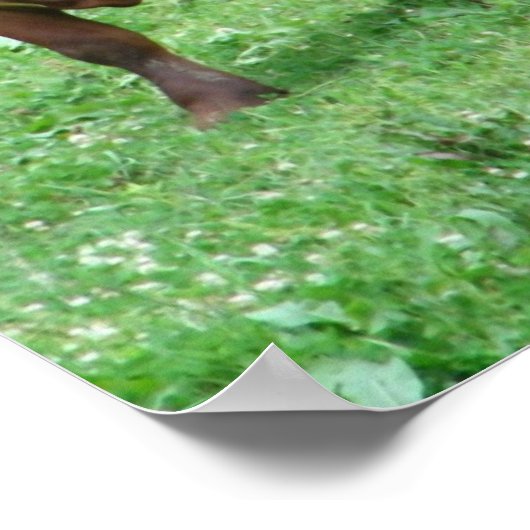 牛 ポスター (角)