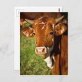 牛 ポストカード (正面/裏面)