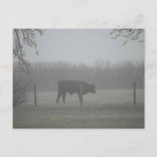 牛 ポストカード (正面)