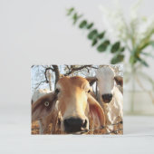 牛 ポストカード (スタンド正面)