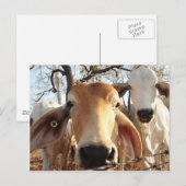 牛 ポストカード (正面/裏面)