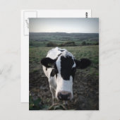 牛 ポストカード (正面/裏面)