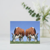 牛 ポストカード (スタンド正面)