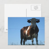牛 ポストカード (正面/裏面)