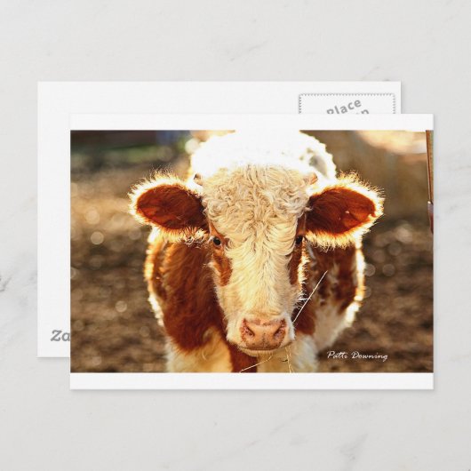 牛 ポストカード (正面/裏面)