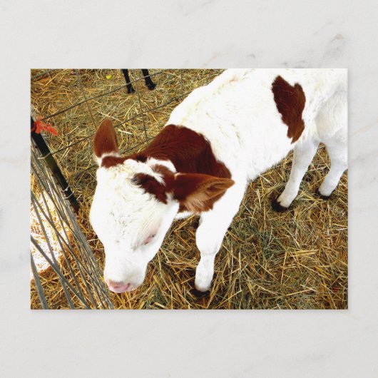 牛 ポストカード (正面)