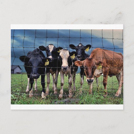 牛 ポストカード (正面)