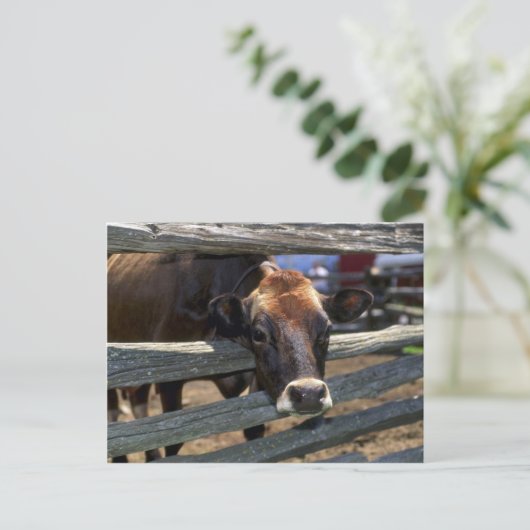 牛 ポストカード (スタンド正面)