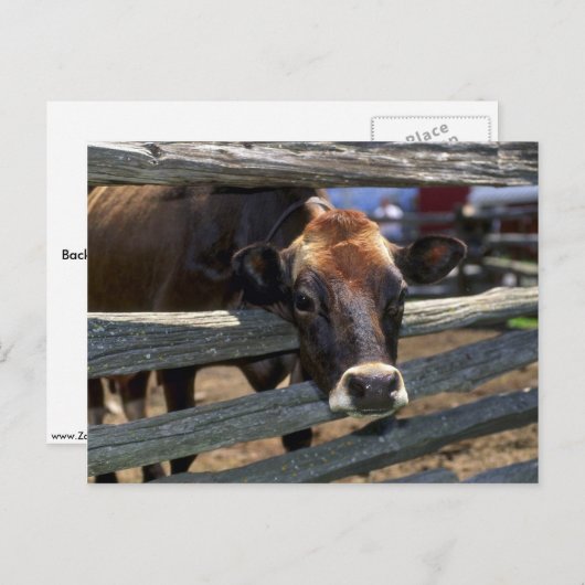 牛 ポストカード (正面/裏面)