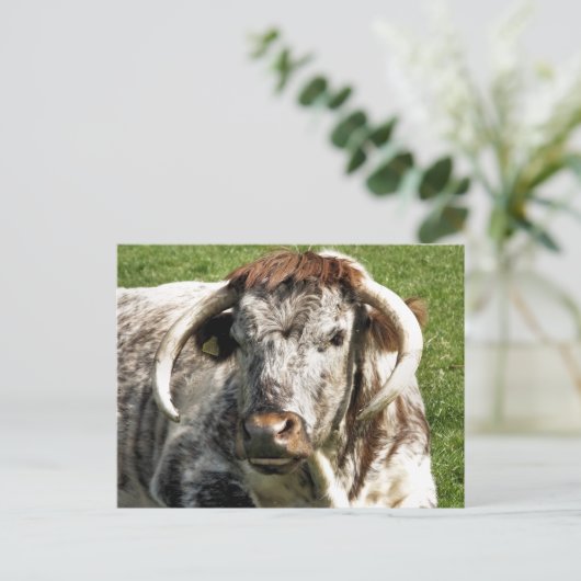 牛 ポストカード (スタンド正面)