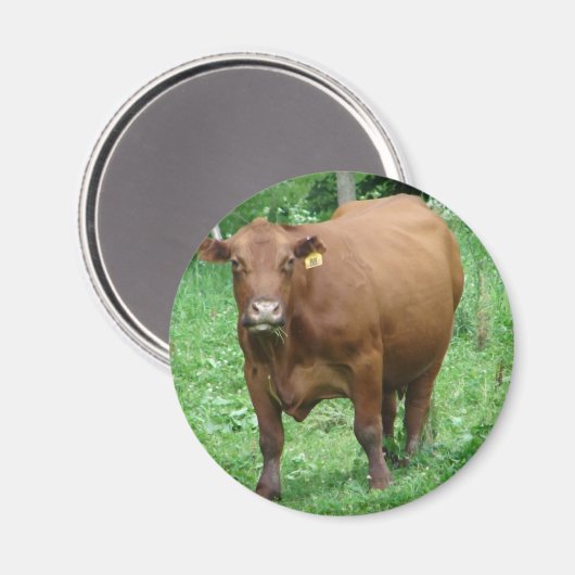 牛 マグネット (正面/裏面)