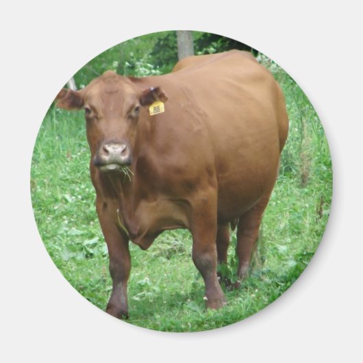 牛 マグネット (正面)