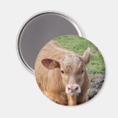 牛 マグネット (正面/裏面)