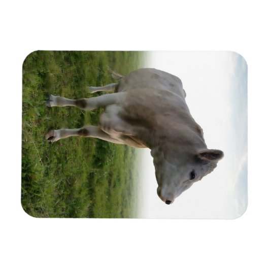 牛 マグネット (横)