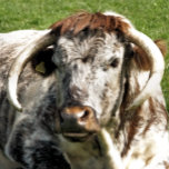 牛 卵形バックル<br><div class="desc">英国のロングホーン牛の写真デザイン茶色と白の牛の牛。</div>