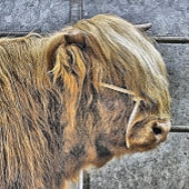 牛 吊り下げ型タペストリー