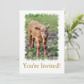 牛 招待状 (スタンド正面)