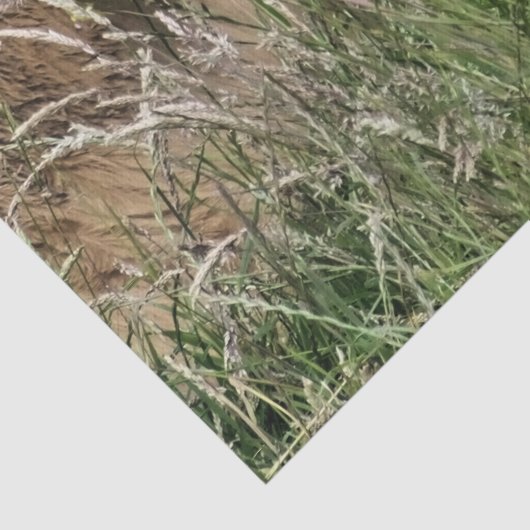 牛 薄葉紙 (詳細)