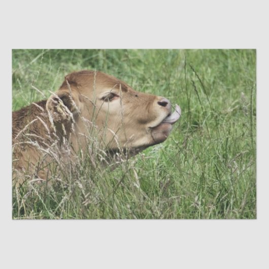 牛 薄葉紙 (正面)