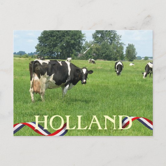 牛You Holland Coesポストカードを見る ポストカード (正面)