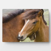 牝馬と若駒 フォトプラーク (正面)