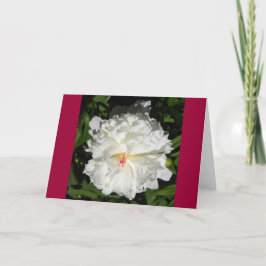牡丹のクローズアップPaeonia lactiflora カード