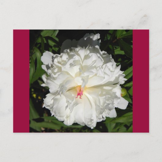 牡丹のクローズアップPaeonia lactiflora ポストカード (正面)