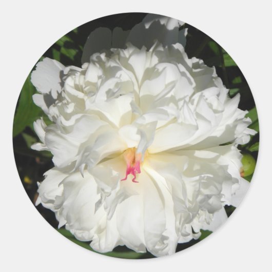 牡丹のクローズアップPaeonia lactiflora ラウンドシール (正面)