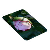 牡丹の上のアリと影 マグネット (右側)