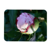 牡丹の上のアリと影 マグネット (横)