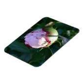 牡丹の上のアリと影 マグネット (左側)