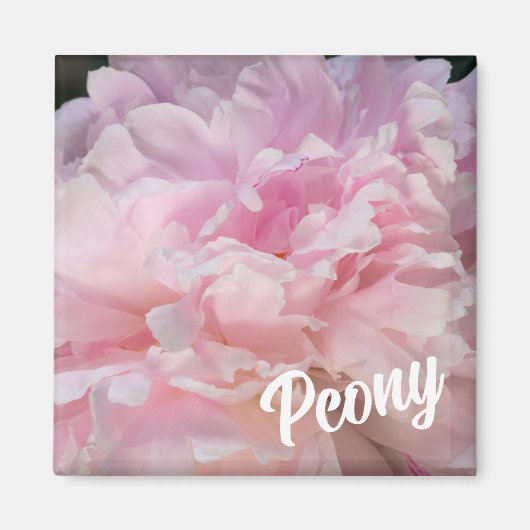 牡丹の恋人のためのピンクの牡丹の花 マグネット (正面)