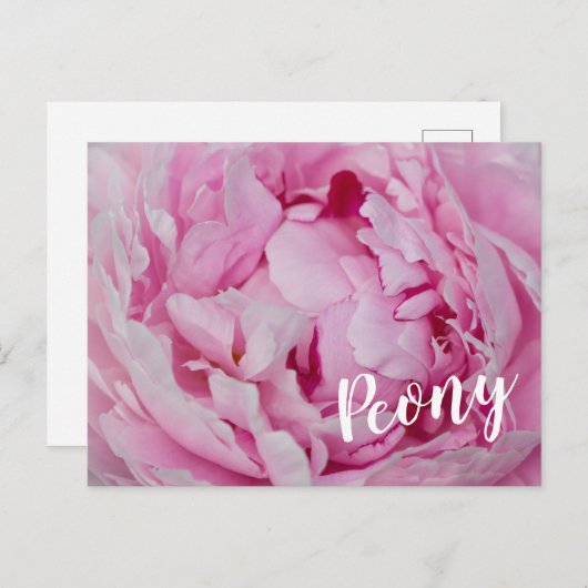 牡丹の花と庭園愛好家のためのバラ シーズンポストカード (正面/裏面)