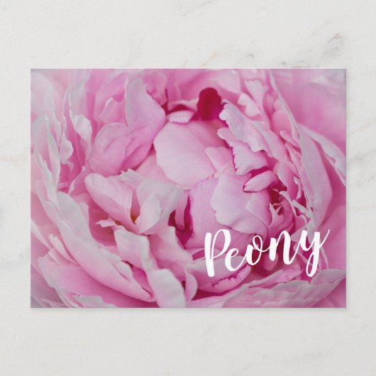 牡丹の花と庭園愛好家のためのバラ シーズンポストカード (正面)