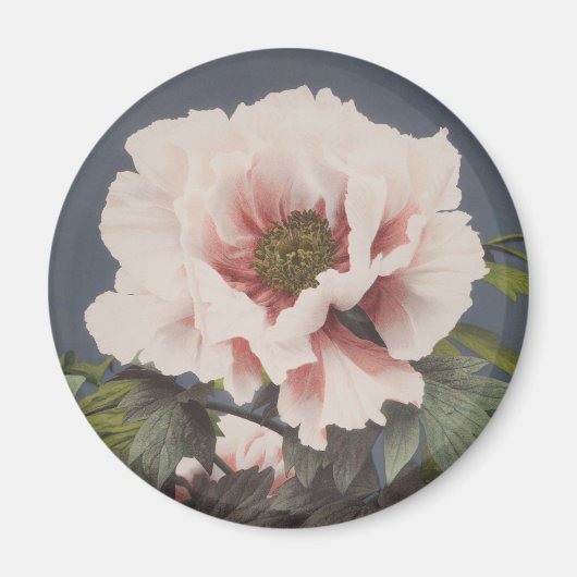 牡丹の花の美しいフォトメカニカルプリント マグネット (正面)