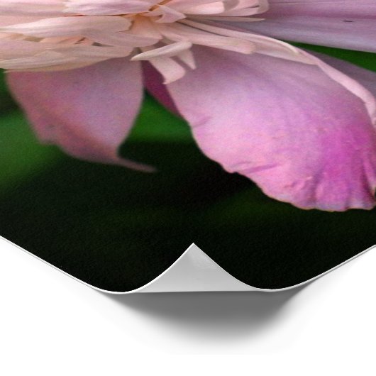 牡丹の花開花 ポスター (角)