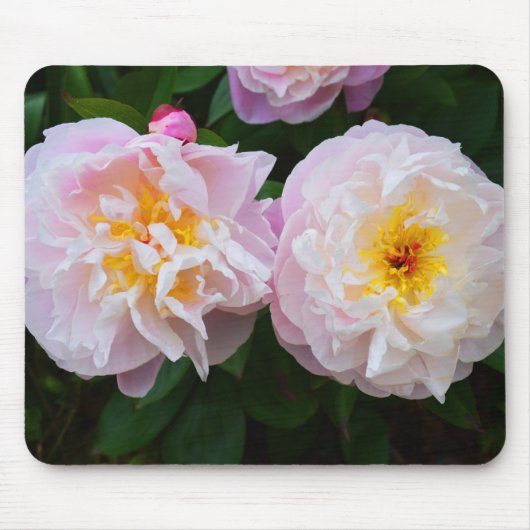 牡丹の花 マウスパッド (正面)