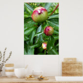 牡丹の芽が三つ ポスター (キッチン)