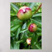 牡丹の芽が三つ ポスター (正面)