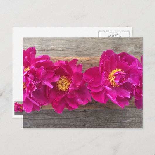 牡丹はがき ポストカード (正面/裏面)