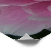 牡丹インフル開花 ポスター (角)