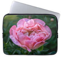 牡丹ピンクの花写真