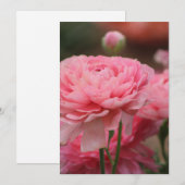 牡丹ピンクランヌカルス接写 シーズンカード (正面/裏面)