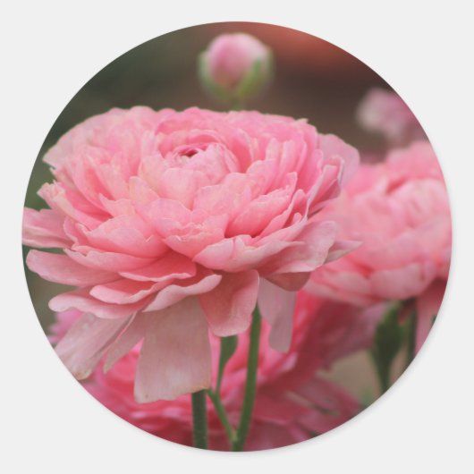 牡丹ピンクランヌカルス接写 ラウンドシール (正面)