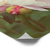 牡丹ピンク牡丹フラワーポスター ポスター (角)