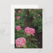 牡丹フィールド ノートカード (正面/裏面)