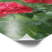 牡丹ポピーの花の開花 フォトプリント            (角)