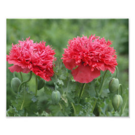 牡丹ポピーの花の開花 フォトプリント           