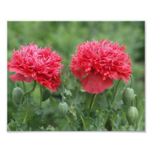 牡丹ポピーの花の開花 フォトプリント